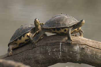 turtle